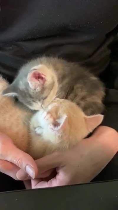 Rem and Ryuk...siblings love 💕