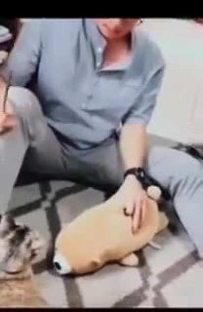 Training a cat not to bite