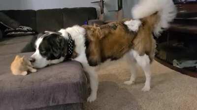 It's an one sided love but great nonetheless