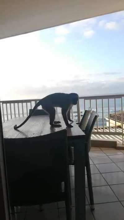 I travel with this vicious beast to keep us safe at all times. My South African guard dog...