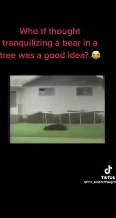 Look at that bounce!