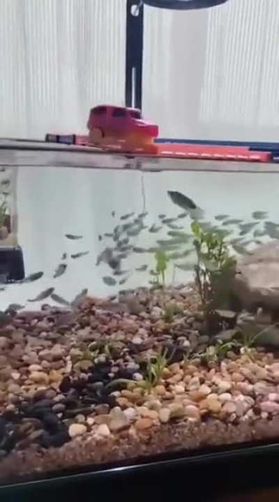 Its time to walk the fish