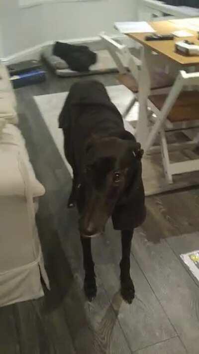 He's licking his lips because I grabbed his toothpaste 🤣