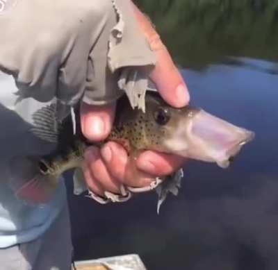 Fishy head scratches