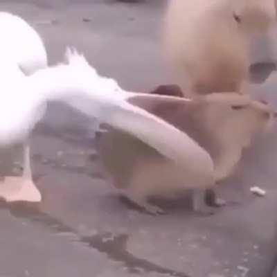 Preso por querer comer Kiwi