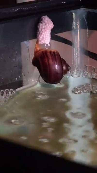 This was pretty cool to catch on camera. I didn’t realize how long it took for them to lay eggs. 5 hours. I was up all night recording for a time lapse.