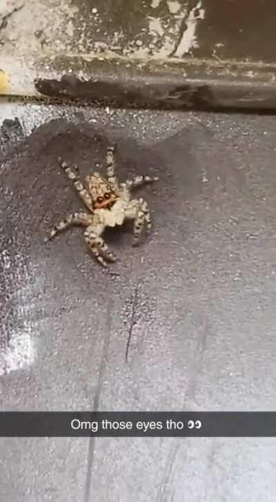 [Tampa, FL] The cutest spider I've ever met