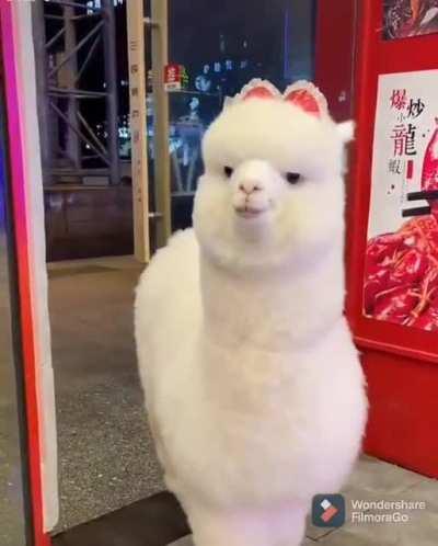 Hi, can I make an order?