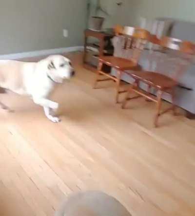 This Good Boy Gets The Happy Hops When His Human Comes Home
