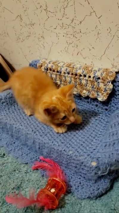 First butt wiggle! There is much to learn