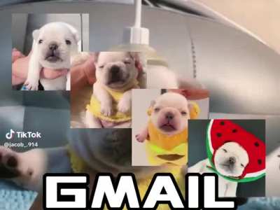 Perros panzones, todos tontos, todos panzones