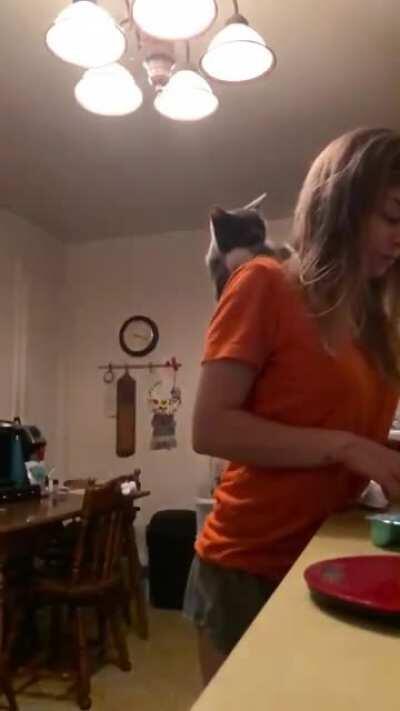 The ultimate shoulder cat.