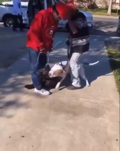 This is why old niggas shouldn’t have pitbulls