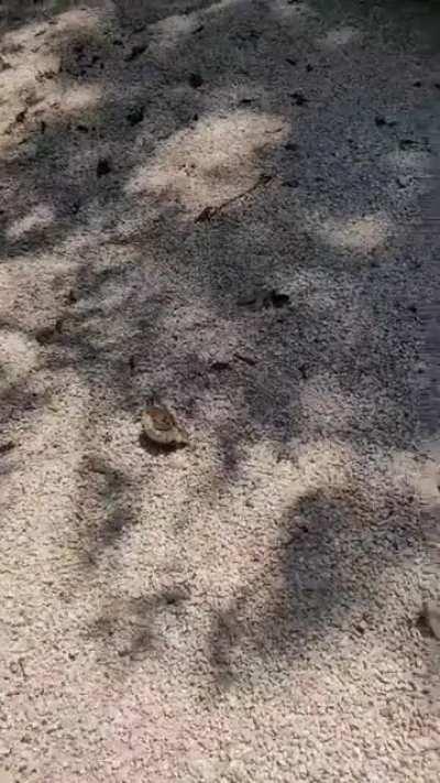 freebird but it birb is dead