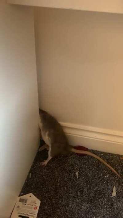 The daily “fat lad squeezes through small gap” performance continues