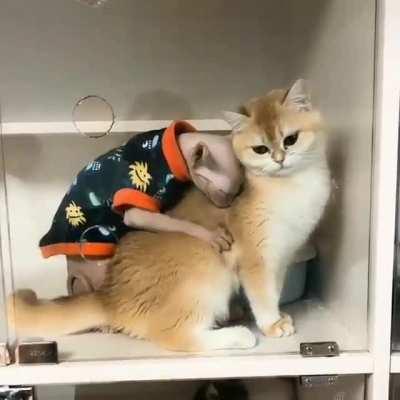 Saw this on imgur. Not sure if it was posted yet here but should be seen. Kneady from behind :)