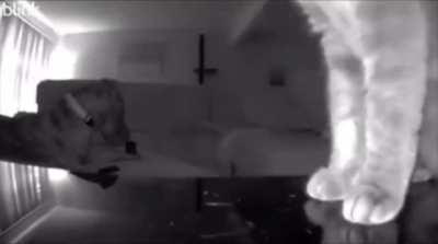 Cat pushed the camera over to show its human that the dog was chewing on the remote.