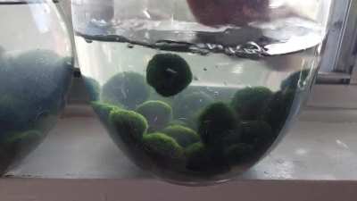 Marimo quarantine 3-6 months min before adding to 