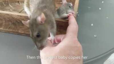 Mother rat teaches her babys how to groom their human