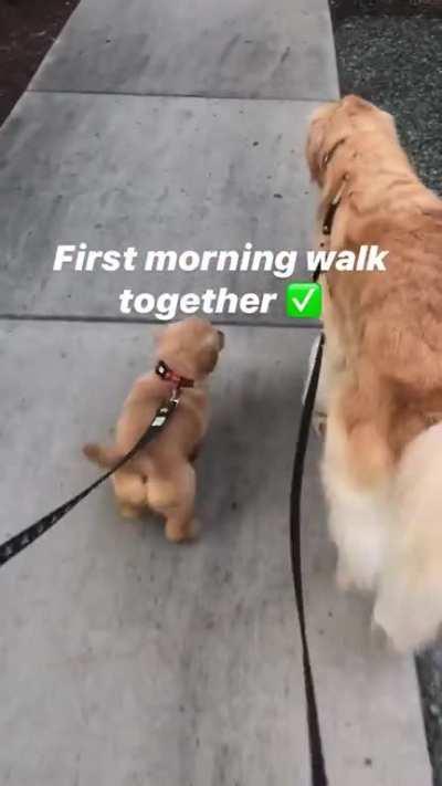 Macnab (7weeks) on the left and Maestro (5yrs) on the right, going to be good buddies. This is their first morning walk together.