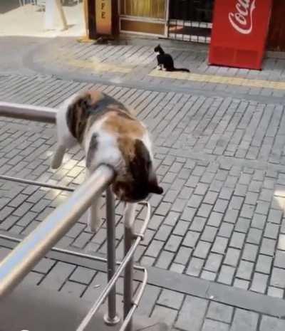 Urban Jungle is a Jungle all the same..