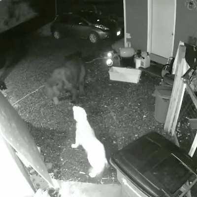 Is Chadtopia for animals too?