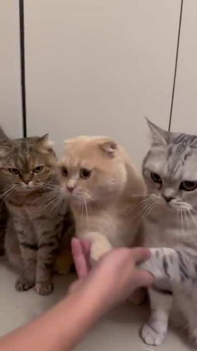 Orange with manners 🍊