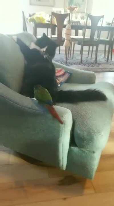 Our newly adopted bird is the new boss around here.