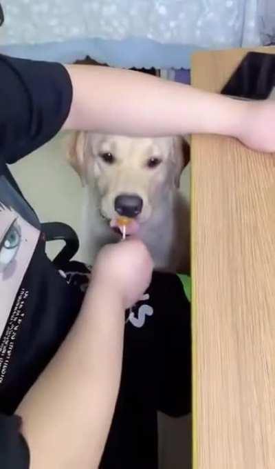 Dog begs for lollipop and is then baffled about what to do with it.