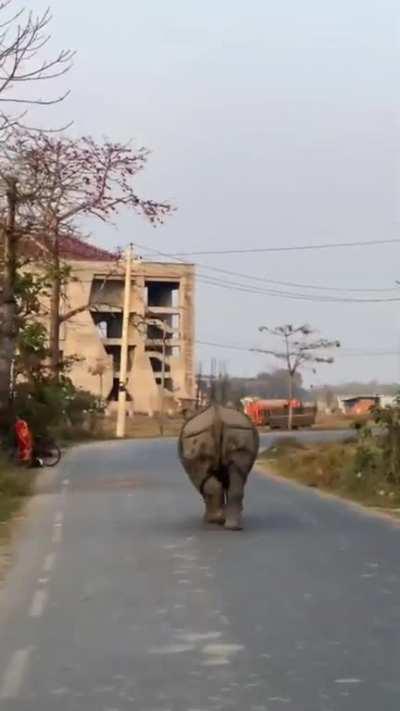 Just a normal day at Chitwan, Nepal.