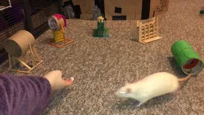 My talented pet rat Coconut doing a fun agility course!