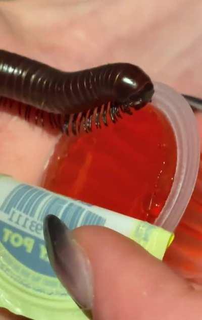 first jelly pot :D little guy rly said nom nom nom