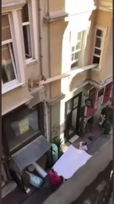 It's a dog eat dog world