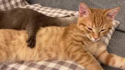 A baby otter holding a kitten while they take a nap