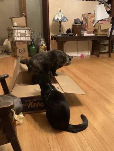 My cat is a bully. A tiny little bully.