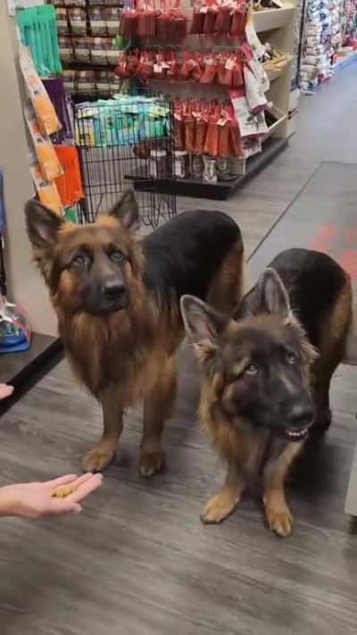 Wow, very good dogs.