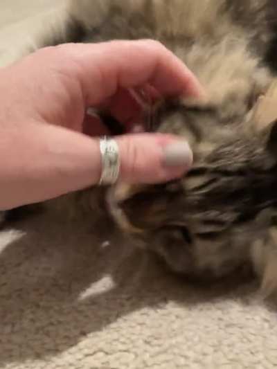 It’s a fluffy belly