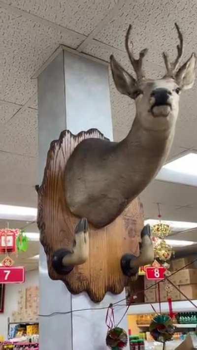 Итальянский олень