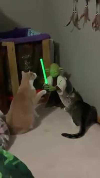 Yoda vs Kitties