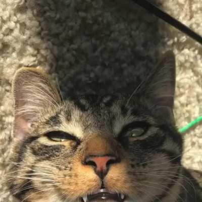 Marley the cat, sending you some good vibes