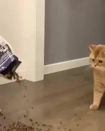 what is wrong with my hooman