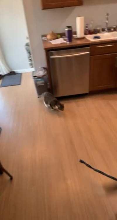 Our puppy found a way to play with the kitten