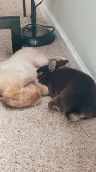 Bonding has been going so well with Hershey and Cocoa 🥺❤️