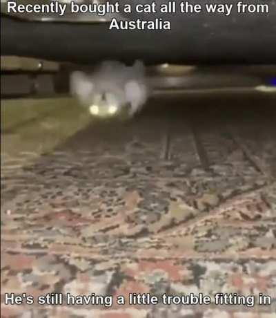 Blursed_Aussie_Cat