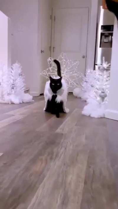 Here comes His Royal Majesty.