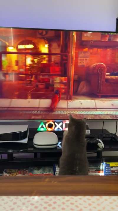 She meows at the TV when I’m not in the room now