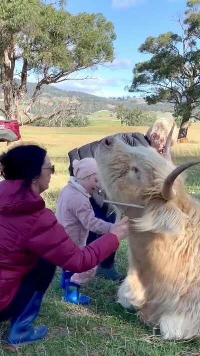 Multigenerational cow brushing