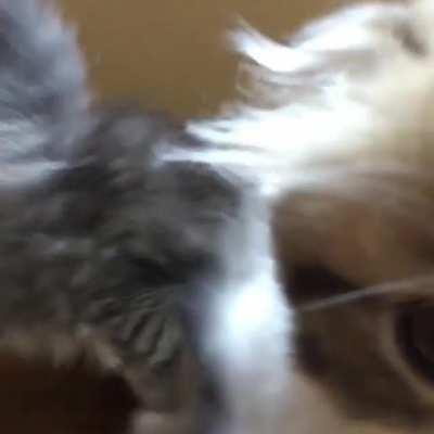 Smol cats have broken out of containment and are considered cute and dangerous. Please proceed with caution.