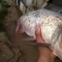 Fish with two mouths and four eyes