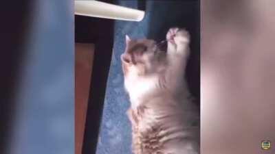 this is the best thing i have seen all week